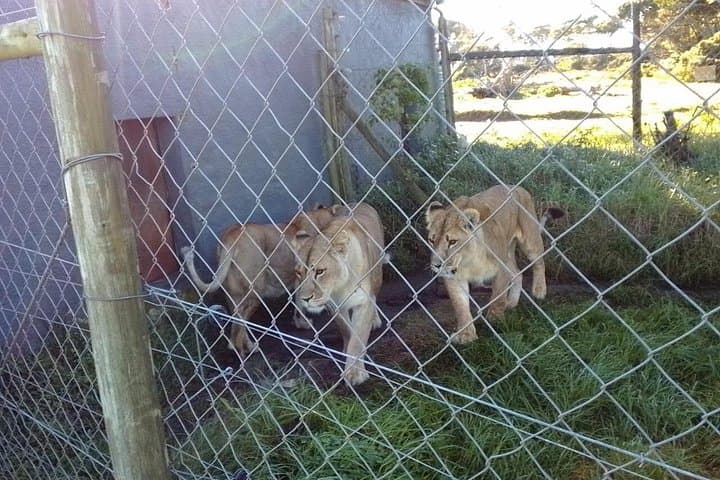 Kragga Kamma Game Park Safari — Port Elizabeth Wildlife Drive photo 4