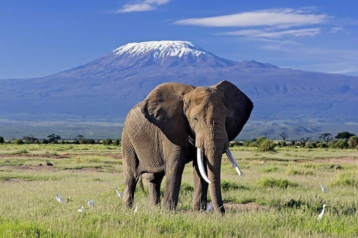 Amboseli Private Day Safari: Elephants Beneath Mount Kilimanjaro