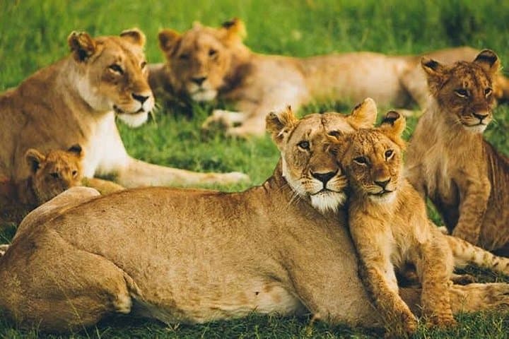 Amboseli Safari: 2-Night, 3-Day 4x4 Wildlife Adventure from Nairobi photo 2