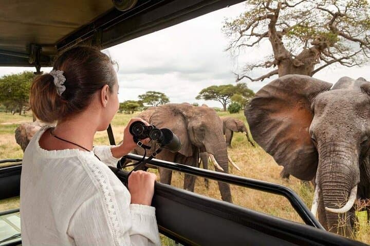 Mikumi Day Safari from Zanzibar: One-Day Game Drive to See Elephants, Lions & Giraffes