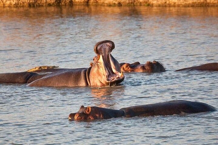 Mikumi Day Safari from Zanzibar: One-Day Game Drive to See Elephants, Lions & Giraffes photo 2
