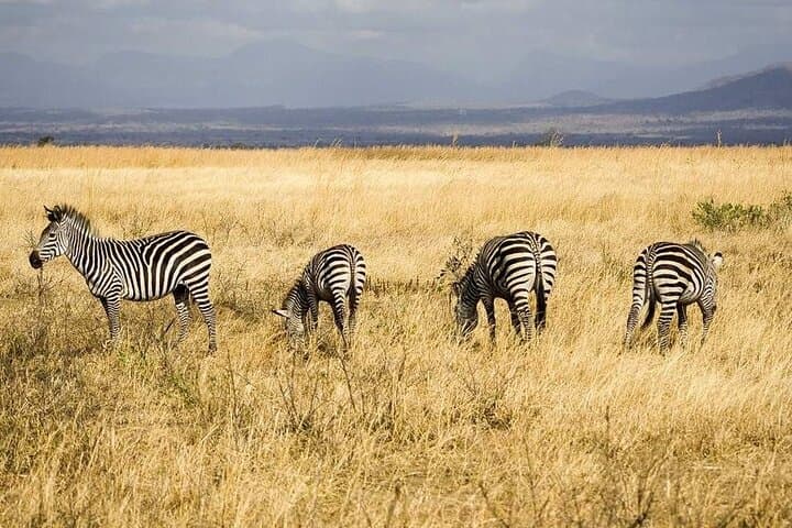 Mikumi Day Safari from Zanzibar: One-Day Game Drive to See Elephants, Lions & Giraffes photo 3
