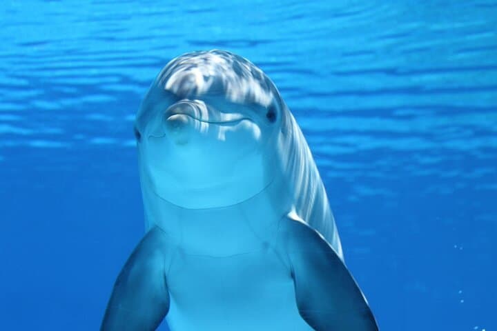 Biscayne Bay Dolphin & Wildlife Cruise from Bayside Marketplace