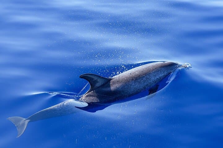 Biscayne Bay Dolphin & Wildlife Cruise from Bayside Marketplace photo 2