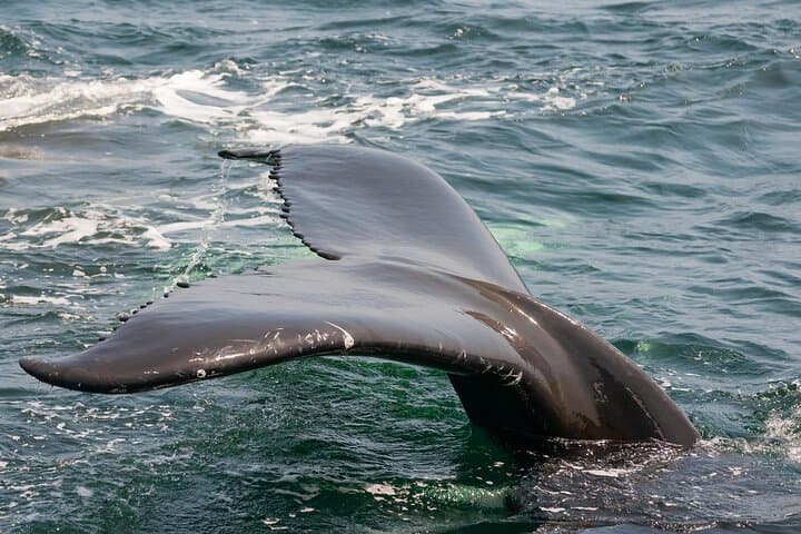 Biscayne Bay Dolphin & Wildlife Cruise from Bayside Marketplace photo 5