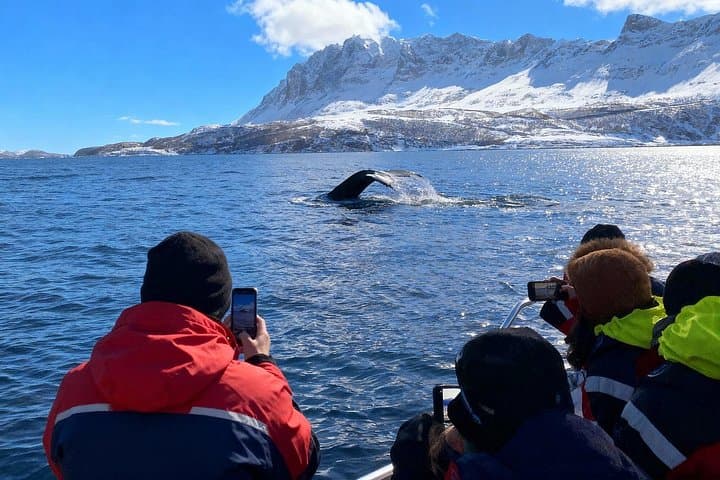 Tromsø Arctic Whale Watching — Full-Day Orca & Humpback Cruise to Skjervøy photo 4