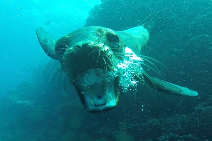 5-Day Galapagos Island Adventure: Tortoises, Beaches & Snorkeling with Sea Lions photo 3