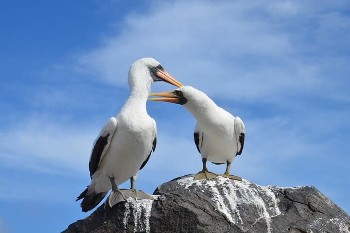 5-Day Galapagos Island Adventure: Tortoises, Beaches & Snorkeling with Sea Lions photo 6