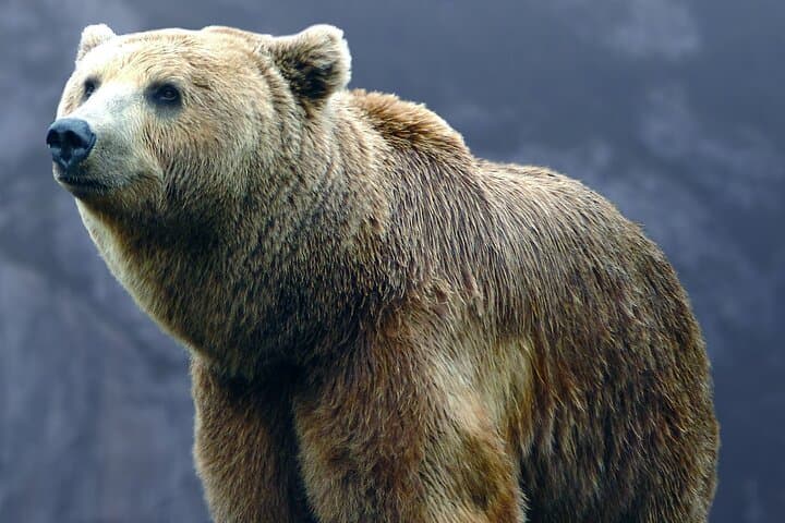 Bears Sanctuary, Dracula Castle & Brasov Day Trip from Bucharest photo 2