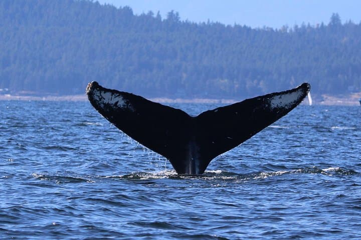 Winter Eco Tour on the Salish Sea — Whale & Seal Watching from Steveston photo 4