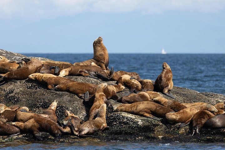 Winter Eco Tour on the Salish Sea — Whale & Seal Watching from Steveston photo 3