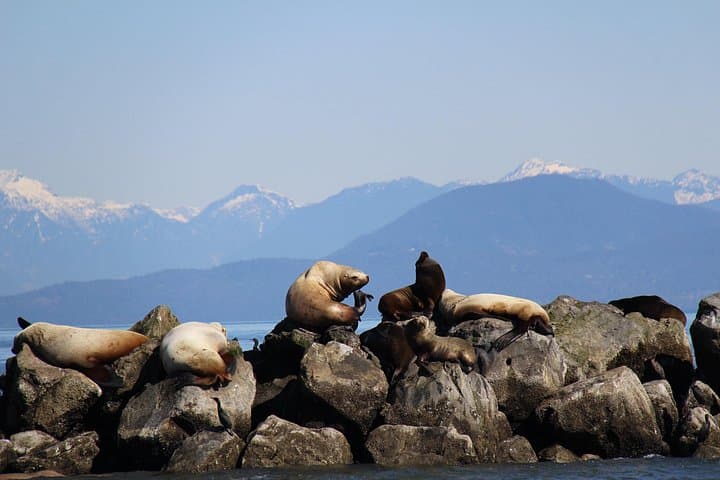 Winter Eco Tour on the Salish Sea — Whale & Seal Watching from Steveston photo 2