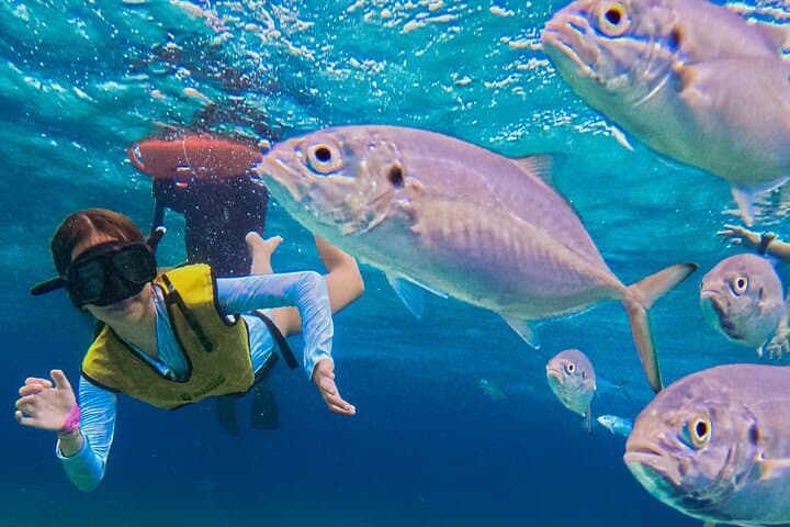 Snorkeling Cozumel: San Clemente, Palancar Gardens & El Cielo 3-Stop Tour photo 6