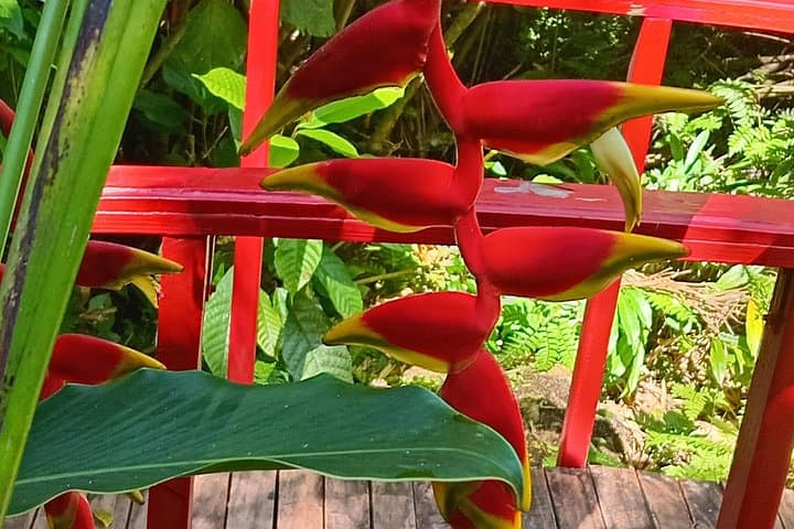 Soufrière Botanical Garden Exploration: Guided Tropical Plant Walk in Saint Lucia photo 5