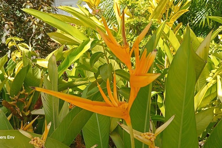 Soufrière Botanical Garden Exploration: Guided Tropical Plant Walk in Saint Lucia photo 6