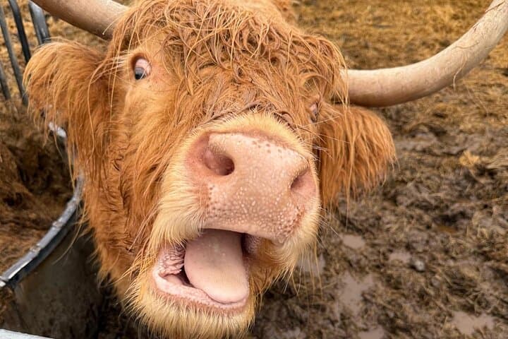 Edinburgh Shore Excursion: Highland Cows, Rosslyn Chapel & Royal Mile Half-Day Tour