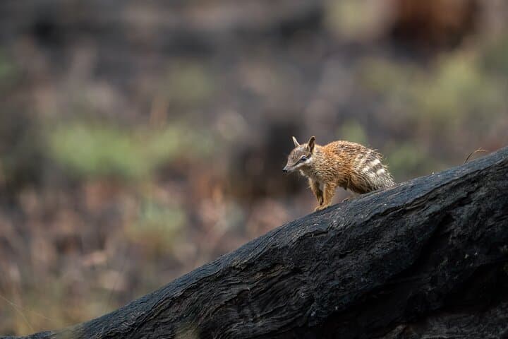 Dryandra Night Safari: Barna Mia Wildlife Tour with Forest Dinner & Stargazing from Perth photo 4