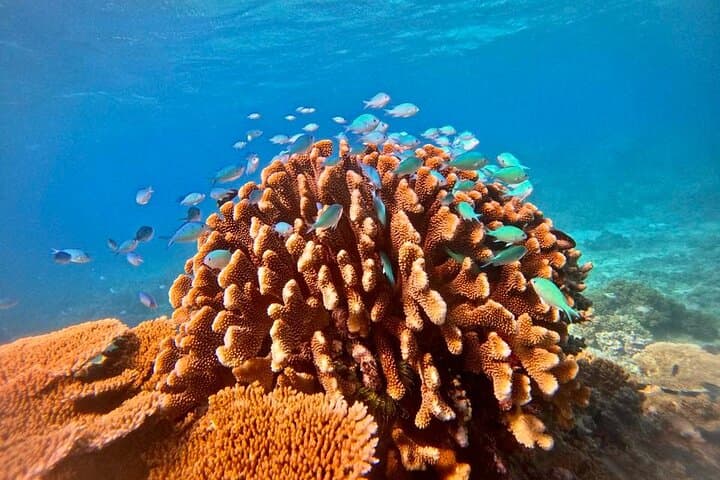 Cairns Great Barrier Reef Snorkel & Scenic Flight — Upolu Reef and Michaelmas Cay photo 5