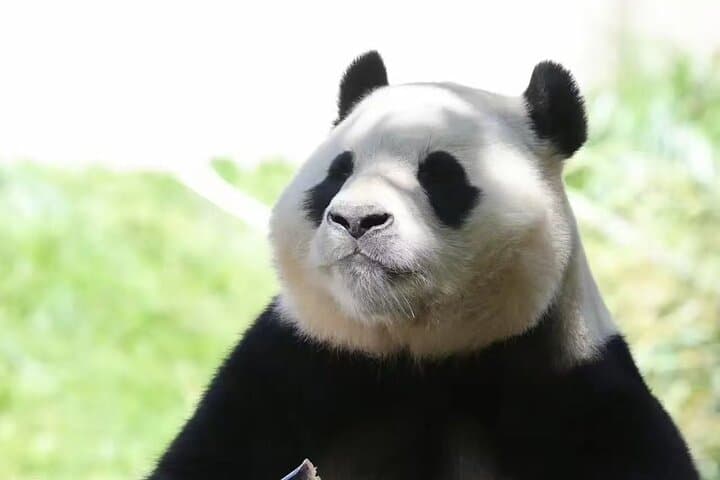 Chengdu Giant Panda Base: Early-Morning Small-Group Tour & Metro Return photo 4