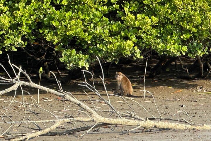 Kuching Mangrove Wildlife & Fireflies: Irrawaddy Dolphins, Proboscis Monkeys and Sunset Cruise photo 5