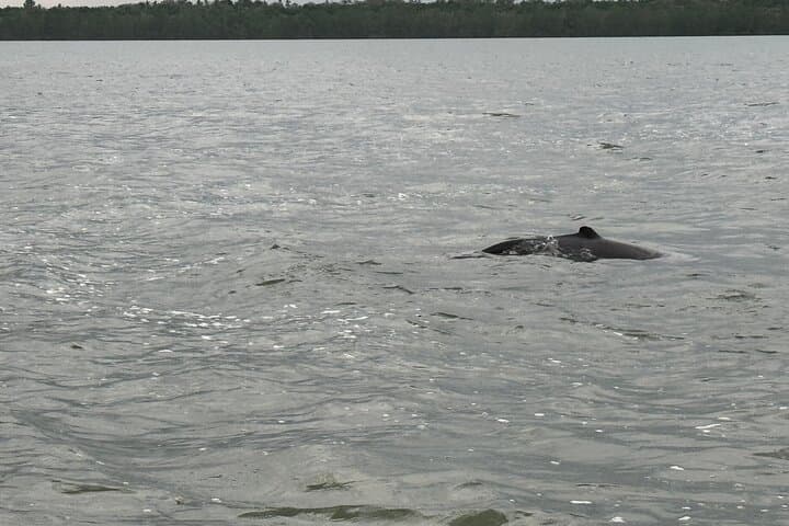 Kuching Mangrove Wildlife & Fireflies: Irrawaddy Dolphins, Proboscis Monkeys and Sunset Cruise photo 6