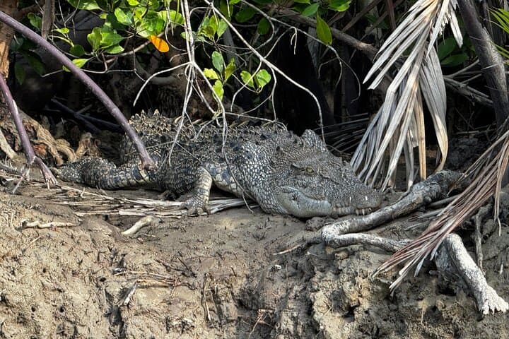 Kuching Mangrove Wildlife & Fireflies: Irrawaddy Dolphins, Proboscis Monkeys and Sunset Cruise photo 4