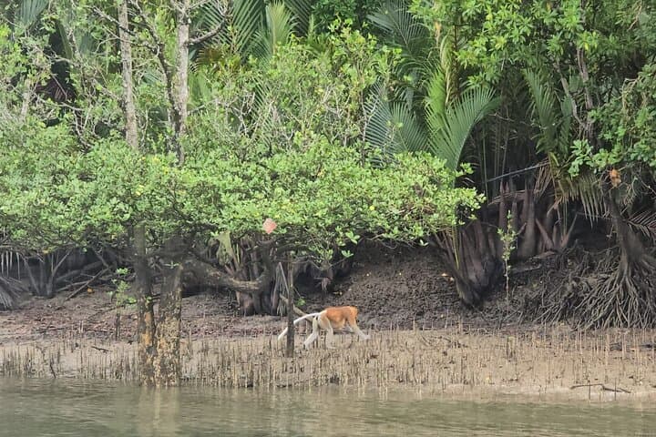 Kuching Mangrove Wildlife & Fireflies: Irrawaddy Dolphins, Proboscis Monkeys and Sunset Cruise photo 2