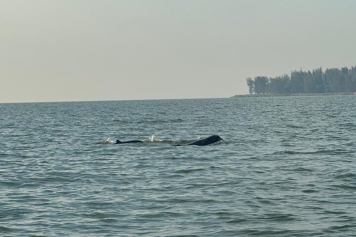 Kuching Mangrove Wildlife & Fireflies: Irrawaddy Dolphins, Proboscis Monkeys and Sunset Cruise photo 3