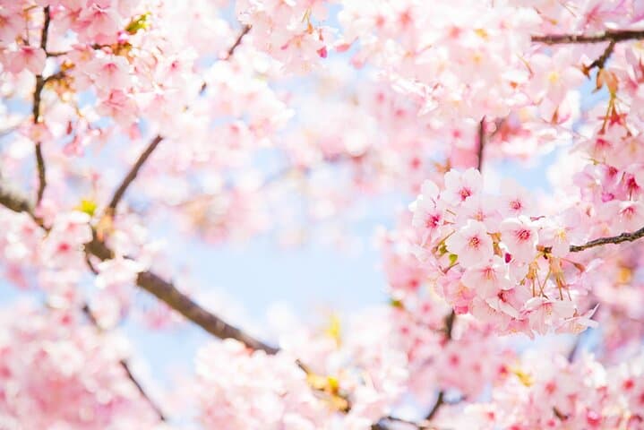 Tokyo to Mishima: Cherry Blossoms, Mishima Skywalk & Strawberry Picking photo 3