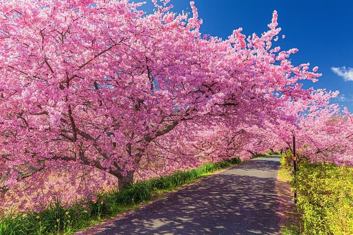 Tokyo to Mishima: Cherry Blossoms, Mishima Skywalk & Strawberry Picking photo 4