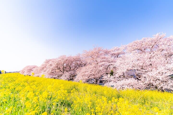 Tokyo to Mishima: Cherry Blossoms, Mishima Skywalk & Strawberry Picking