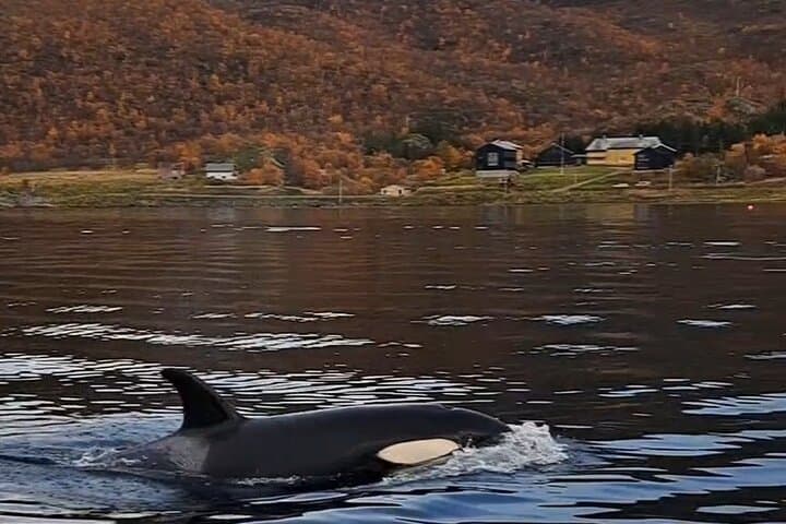 Arctic Whale-Watching Camp: 3 Nights on Seiland in Altafjord