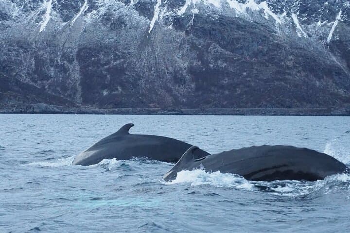 Arctic Whale-Watching Camp: 3 Nights on Seiland in Altafjord photo 6