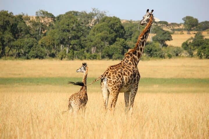 Nairobi Giraffe Centre, Karen Blixen & Kobe Beads Day Tour