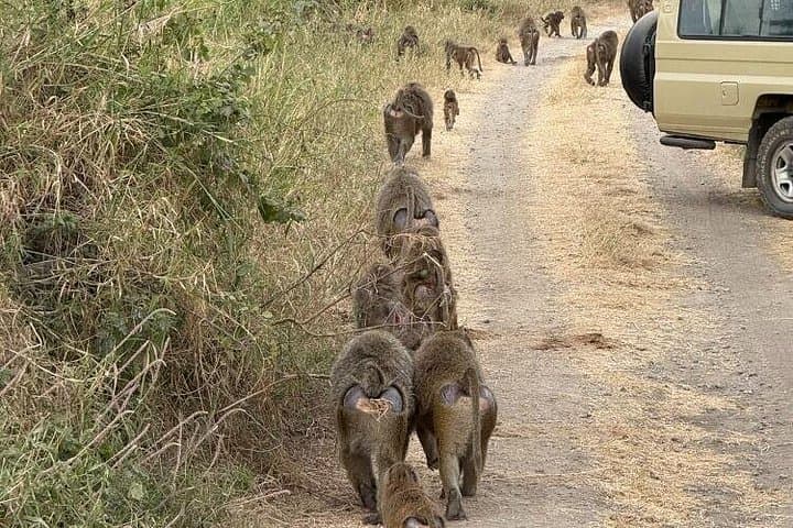 2-Day Fly-In Safari from Zanzibar: Tarangire & Ngorongoro Crater photo 1
