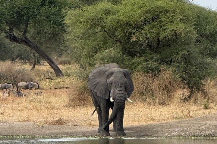 2-Day Fly-In Safari from Zanzibar: Tarangire & Ngorongoro Crater photo 2