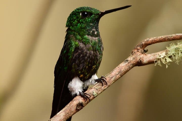 Birding Chingaza: Private Day Tour from Bogotá with Hummingbird Observatory and Lunch photo 2