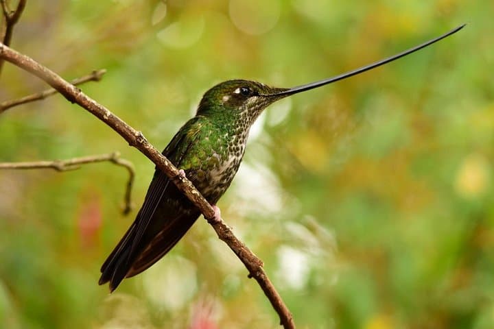 Birding Chingaza: Private Day Tour from Bogotá with Hummingbird Observatory and Lunch photo 4
