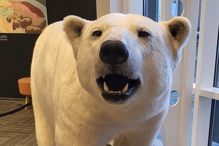 Guided Polar Bear Walk in Tromsø: Polaria & Polar Museum Tour photo 3