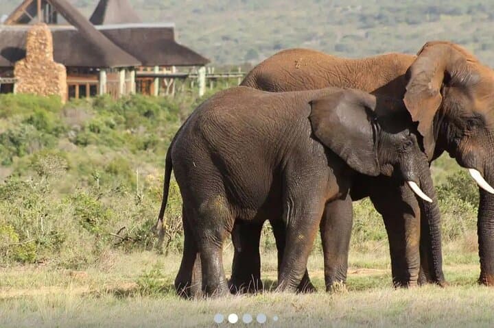Aquila Private Game Reserve Sunset Safari with Lunch – Cape Town Big 5 Experience photo 4