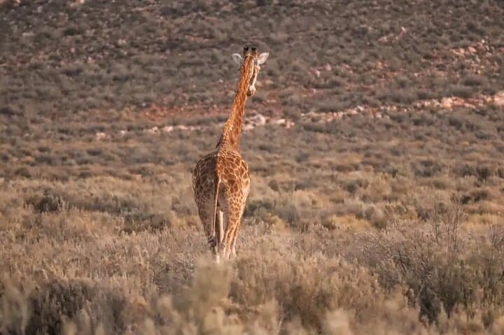 Aquila Private Game Reserve Sunset Safari with Lunch – Cape Town Big 5 Experience photo 5