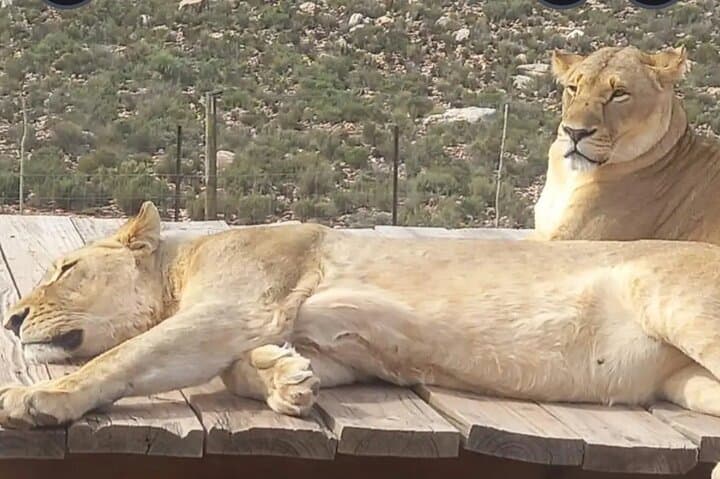 Aquila Private Game Reserve Sunset Safari with Lunch – Cape Town Big 5 Experience photo 6