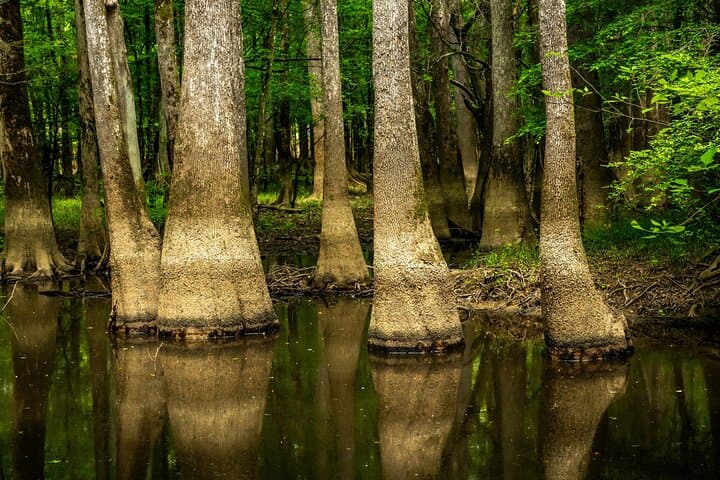 Explore Congaree: Self-Guided Audio Walking Tour Through Old-Growth Floodplain Forest photo 2