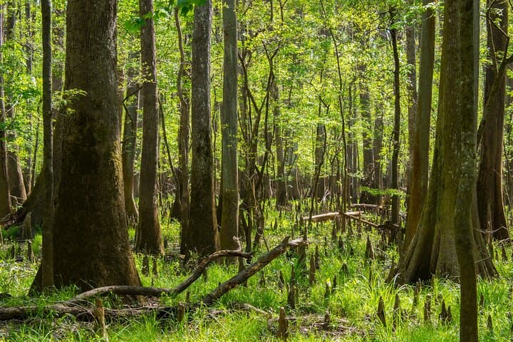 Explore Congaree: Self-Guided Audio Walking Tour Through Old-Growth Floodplain Forest photo 5