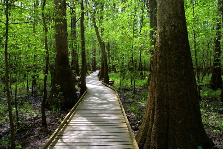 Explore Congaree: Self-Guided Audio Walking Tour Through Old-Growth Floodplain Forest photo 6