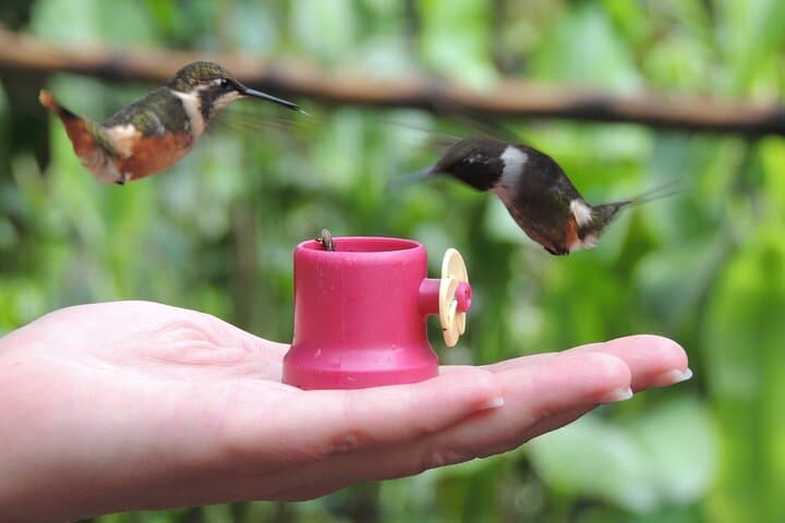 2-Day Mindo Cloud Forest Adventure: Waterfalls, Zip Lines & Birding photo 4
