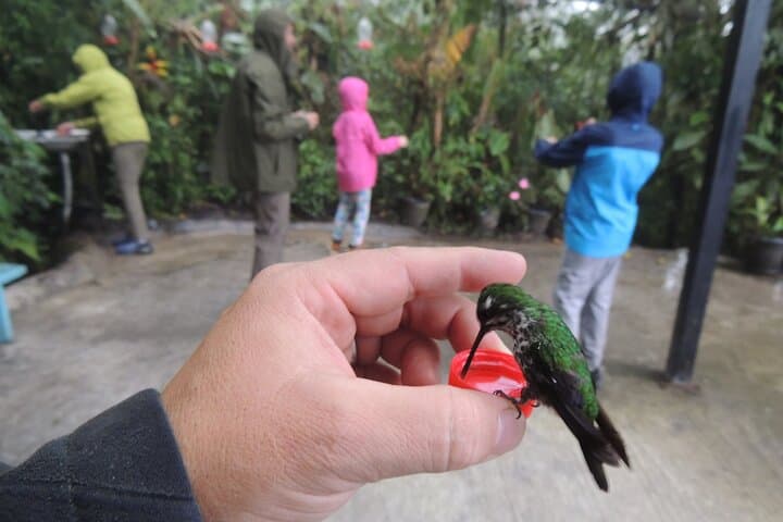 Mindo Cloud Forest Private Day Tour — Hummingbirds, Waterfalls & Cable Car from Quito photo 2