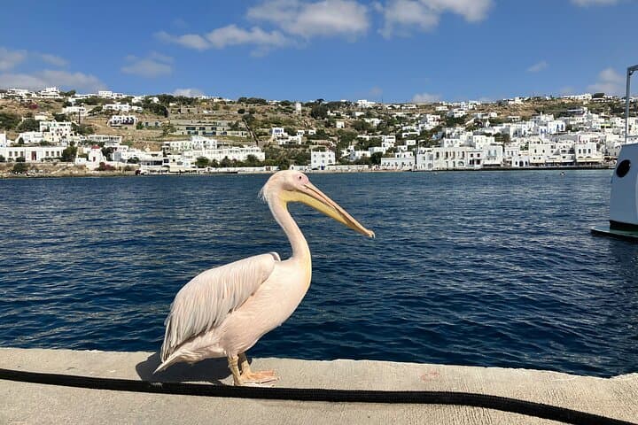Private Mykonos Highlights Tour: Beaches, Villages & Iconic Sights photo 6