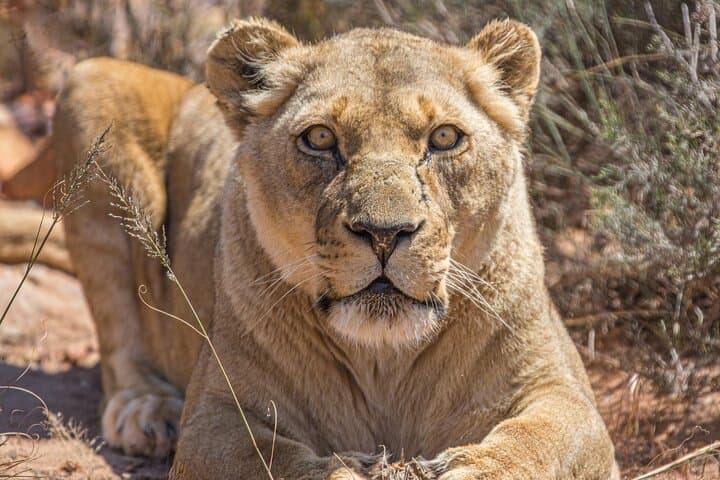 Aquila Game Reserve Safari with Fairview Wine Tasting and Lunch