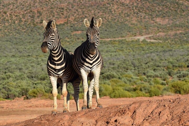 Aquila Game Reserve Safari with Fairview Wine Tasting and Lunch photo 3